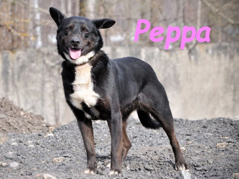 Peppa geb. 11/2022 - verschmuste, gesellige und loyale Hündin!