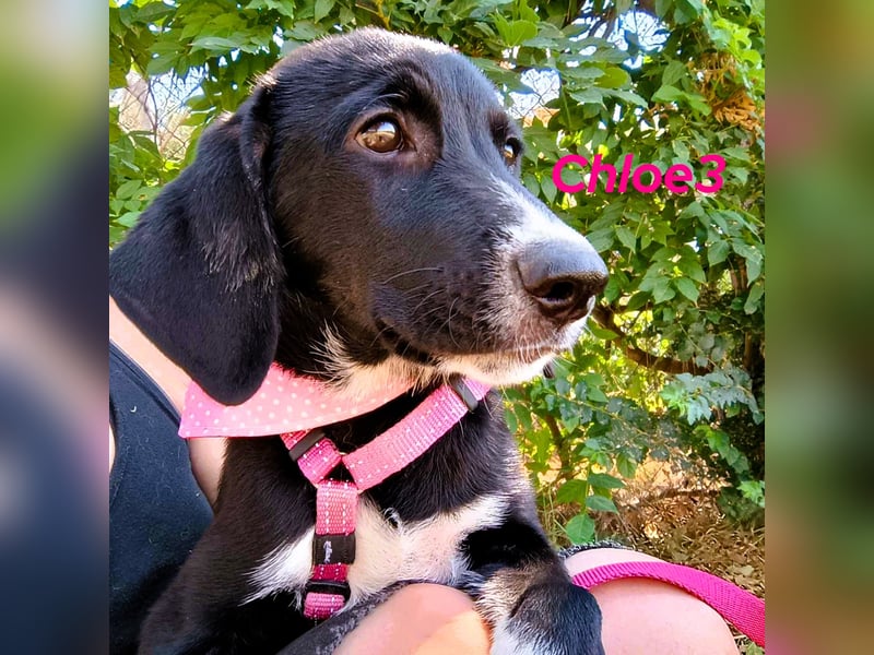 Chloe3 geb. 05/2025 (GRC) - neugierige, verspielte und aufgeschlossene Welpin!