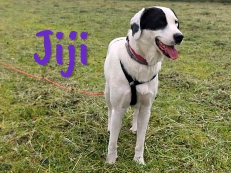 Jiji 07/2023 (in Deutschland) - ruhige und sanfte, wundervolle junge Hündin!