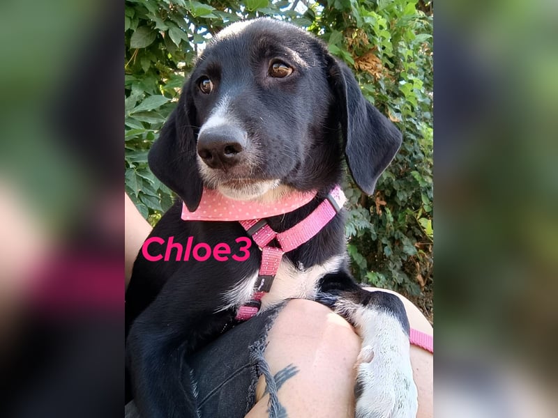 Chloe3 geb. 05/2025 (GRC) - neugierige, verspielte und aufgeschlossene Welpin!