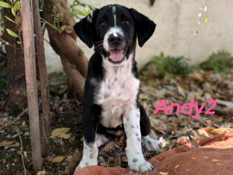Andy2 geb. 05/2025 (GRC) - ausgeglichene, fröhliche und verspielte Welpin!