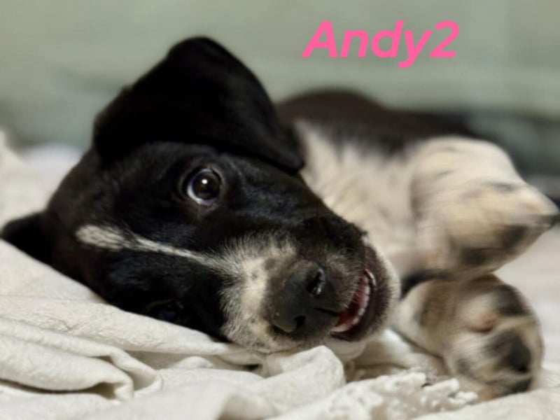 Andy2 geb. 05/2025 (GRC) - ausgeglichene, fröhliche und verspielte Welpin!