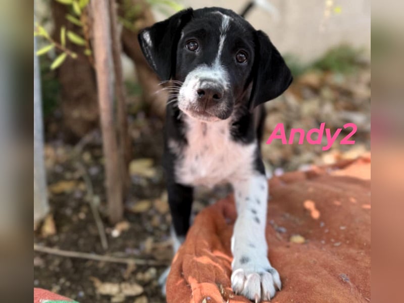 Andy2 geb. 05/2025 (GRC) - ausgeglichene, fröhliche und verspielte Welpin!