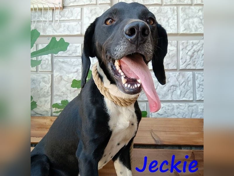 Jeckie geb. ca. 01/2021 (GRC) - ausgeglichener, lieber und wunderschöner Rüde!