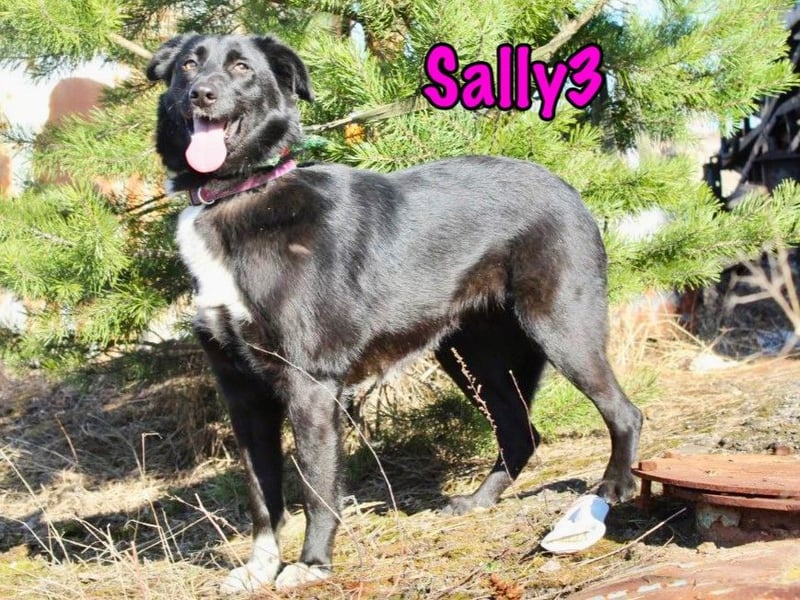 Sally3 geb. 04/2021 - sooo sanfte und verschmuste Hündin sucht liebevolle Menschen!