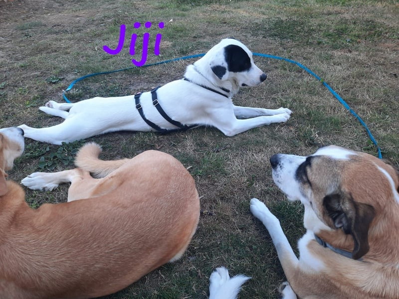 Jiji 07/2023 (in Deutschland) - ruhige und sanfte, wundervolle junge Hündin!