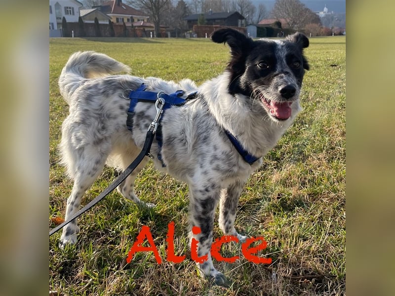 Unsere schöne Alice