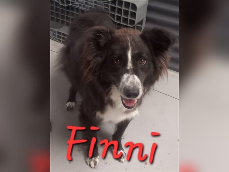 Unsere liebe Finni