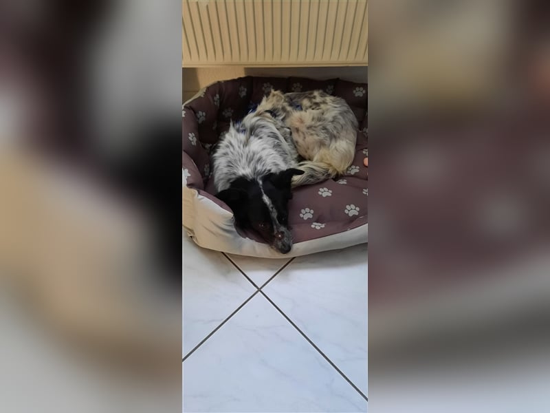 Unsere schöne Alice