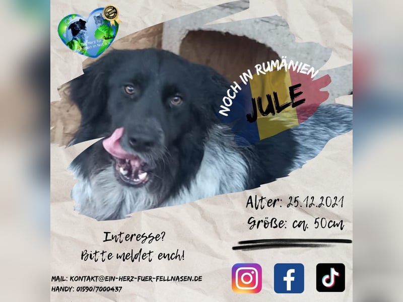 Unsere hübsche JULE
