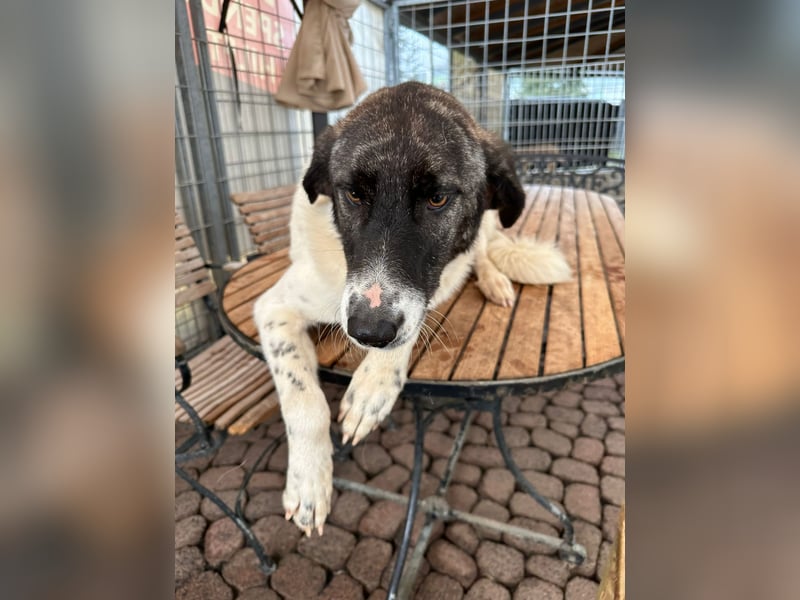 Die hübsche MAURA sucht ein liebevolles Zuhause