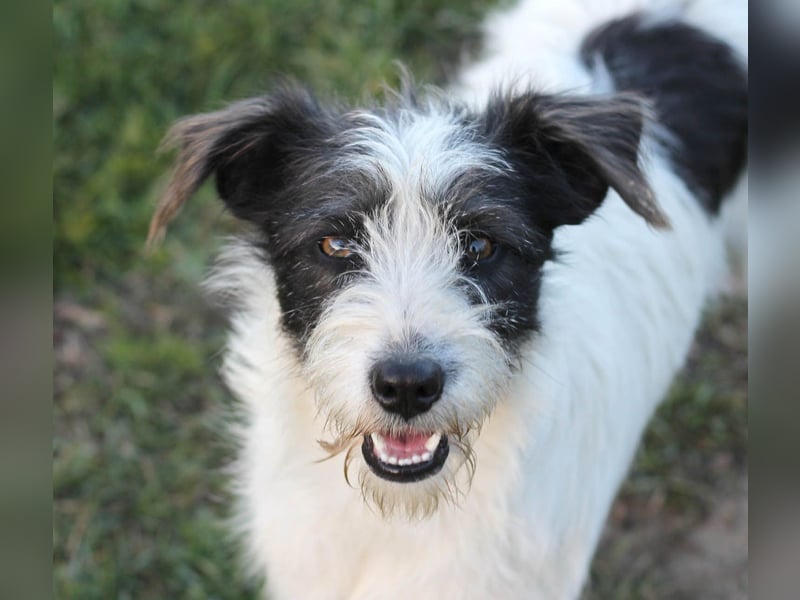 Süße Daisy sucht ihr eigenes Körbchen
