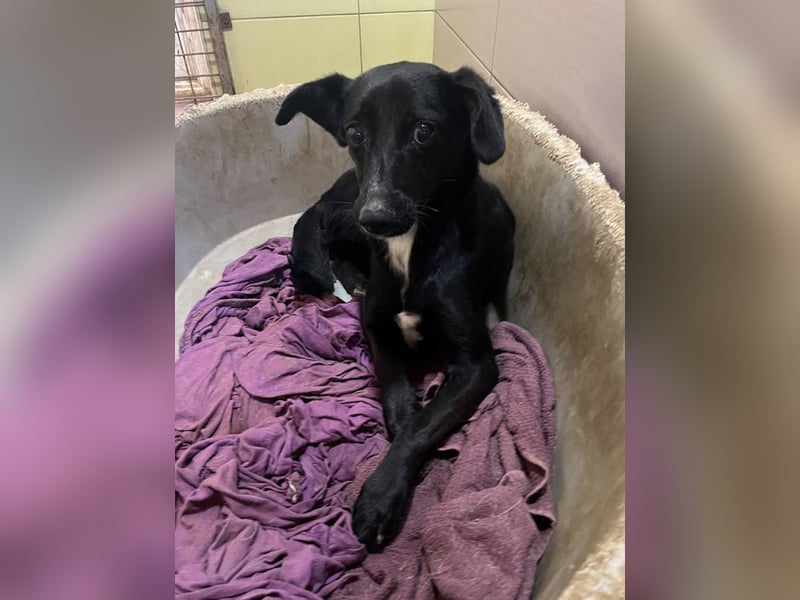 Zuckersüße FIONA ist verspielt und neugierig