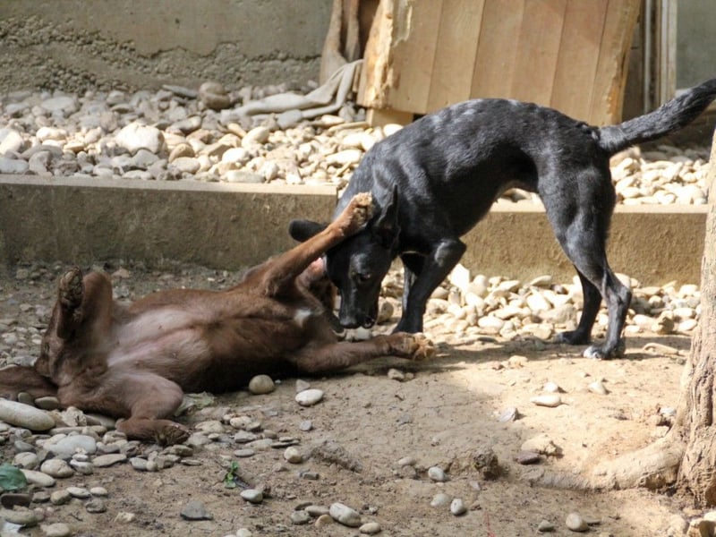 Kuckuck, zauberhafte FIONA sucht liebevolle Familie