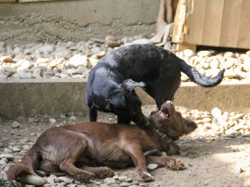 Kuckuck, zauberhafte FIONA sucht liebevolle Familie