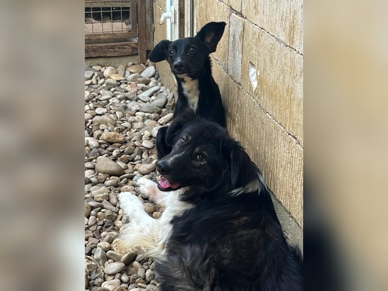 Zuckersüße FIONA sucht liebevolles Zuhause