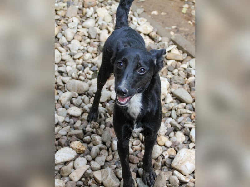 Zuckersüße FIONA ist verspielt und neugierig