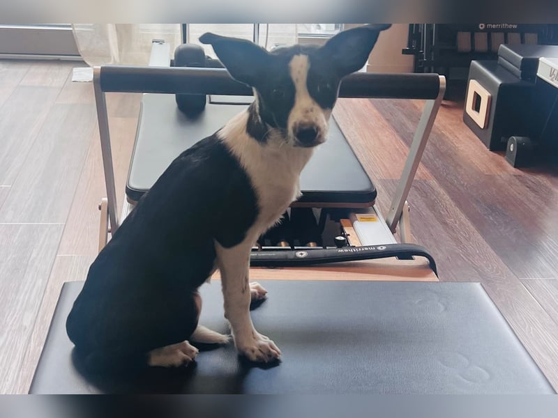 Phoebe - mit den riesen Ohren!