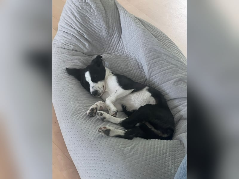 Phoebe - mit den riesen Ohren!