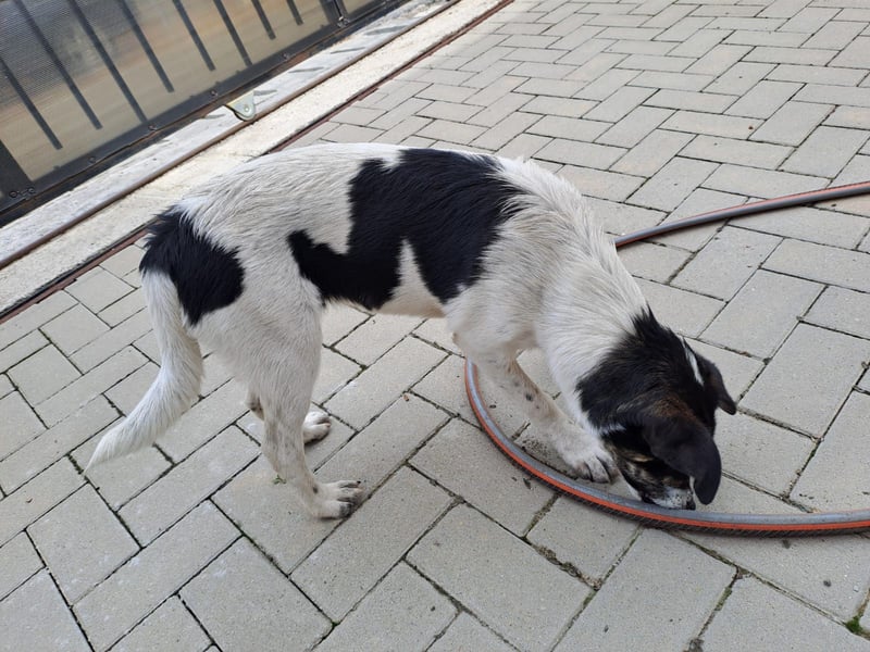 Bella kleiner Wirbelwind