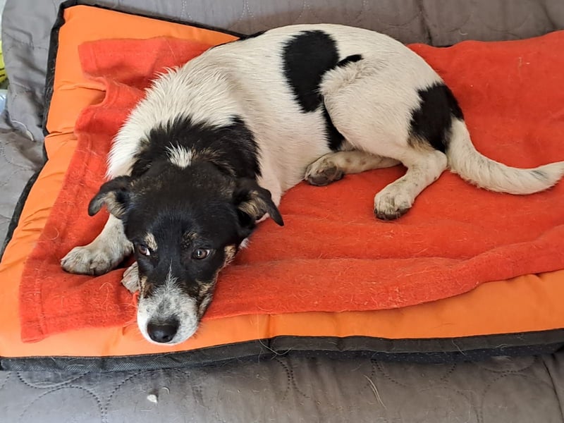 Bella kleiner Wirbelwind
