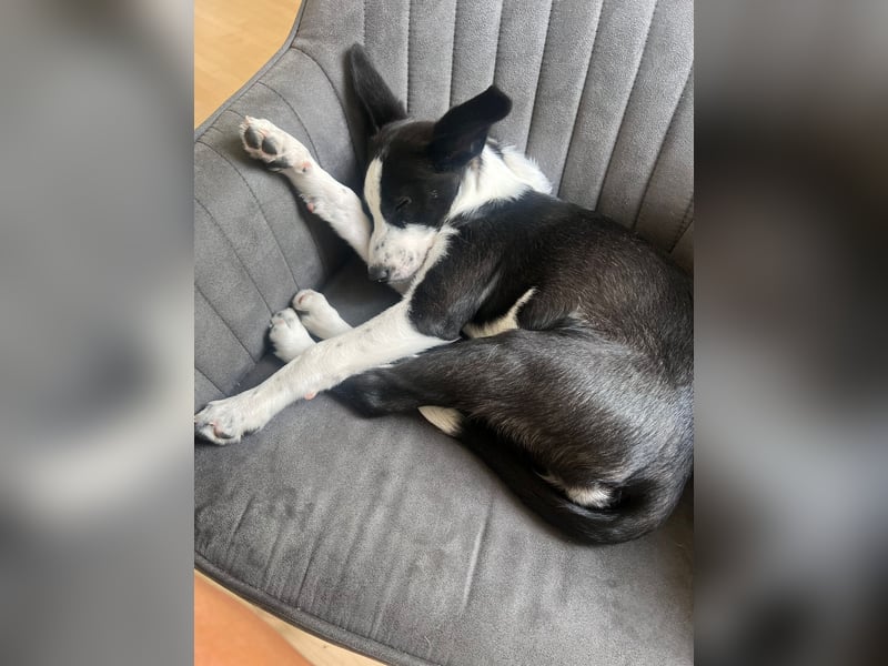 Phoebe - mit den riesen Ohren!