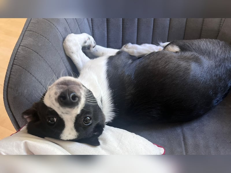 Phoebe - mit den riesen Ohren!