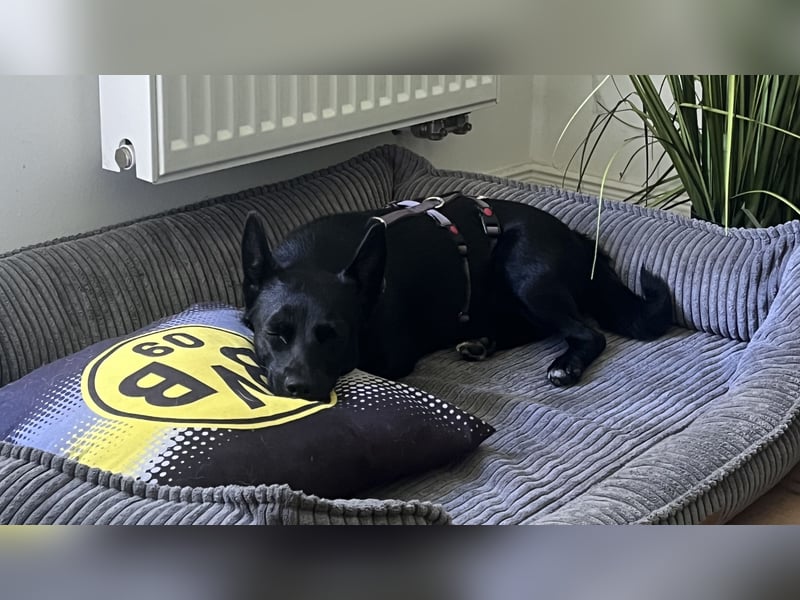 Liebe Naomi sucht ihr Für-Immer-Zuhause