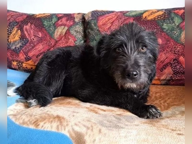 Blackie - ruhige, freundliche, katzenverträgliche Hündin / z.Zt. noch in Rumänien