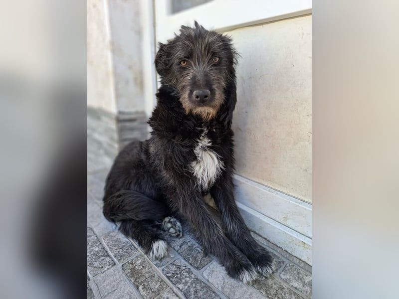 Blackie - ruhige, freundliche, katzenverträgliche Hündin / z.Zt. noch in Rumänien