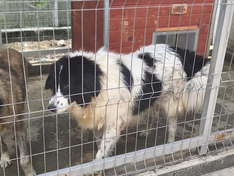 Marlies - schüchterne, zurückhaltende Herdenschutzhund-Hündin / keine Kinder / noch in Rumänien