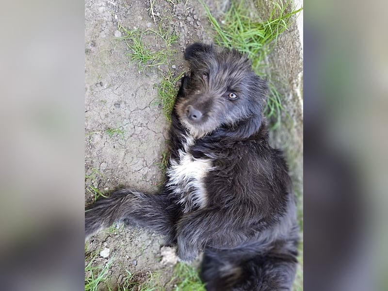 Blackie - ruhige, freundliche, katzenverträgliche Hündin / z.Zt. noch in Rumänien