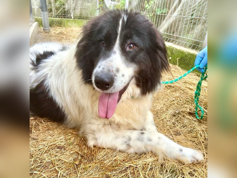 Marlies - schüchterne, zurückhaltende Herdenschutzhund-Hündin - keine Kinder / noch in Rumänien