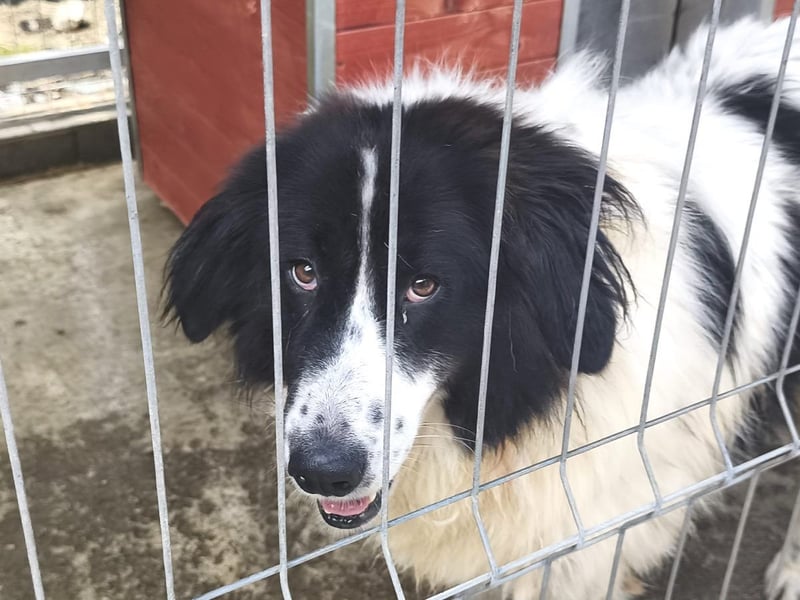 Marlies - schüchterne, zurückhaltende Herdenschutzhund-Hündin / keine Kinder / noch in Rumänien
