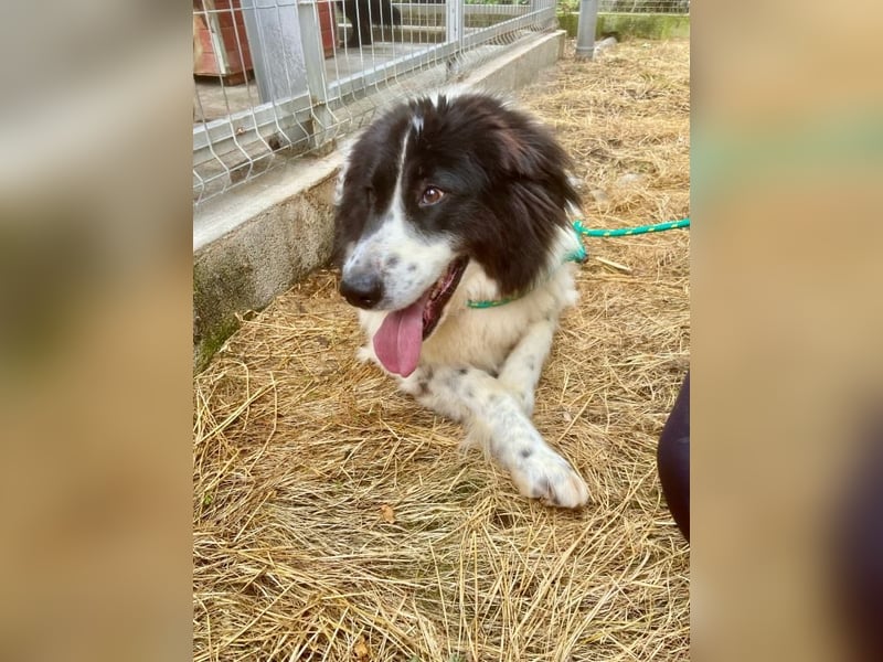Marlies - schüchterne, zurückhaltende Herdenschutzhund-Hündin - keine Kinder / noch in Rumänien