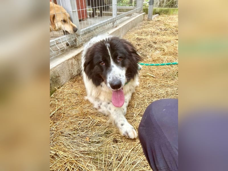 Marlies - schüchterne, zurückhaltende Herdenschutzhund-Hündin - keine Kinder / noch in Rumänien