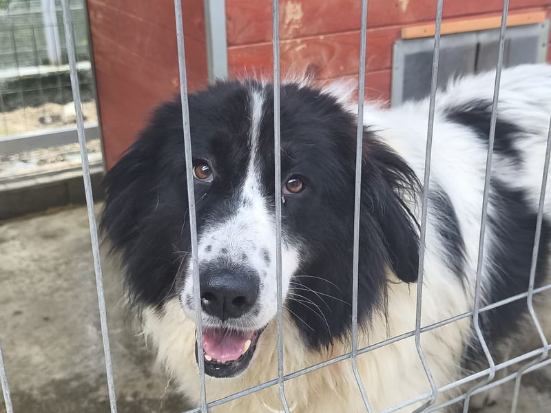 Marlies - schüchterne, zurückhaltende Herdenschutzhund-Hündin / keine Kinder / noch in Rumänien
