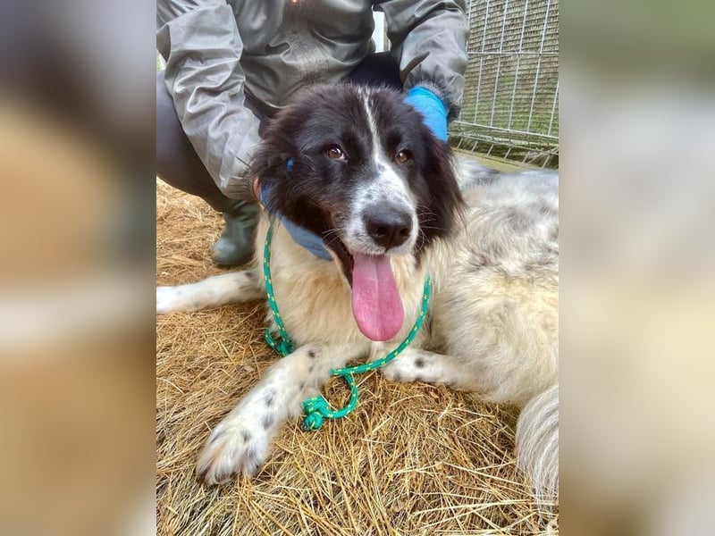 Marlies - schüchterne, zurückhaltende Herdenschutzhund-Hündin / keine Kinder / noch in Rumänien