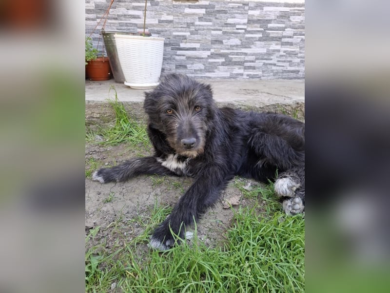 Blackie - ruhige, freundliche, katzenverträgliche Hündin / z.Zt. noch in Rumänien