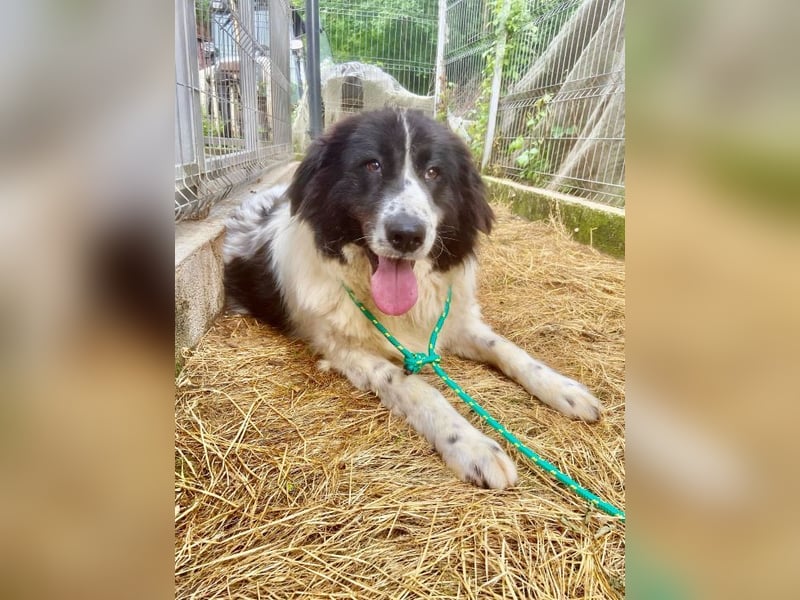 Marlies - schüchterne, zurückhaltende Herdenschutzhund-Hündin - keine Kinder / noch in Rumänien