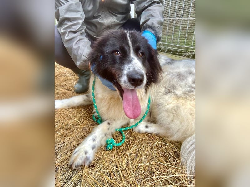 Marlies - schüchterne, zurückhaltende Herdenschutzhund-Hündin - keine Kinder / noch in Rumänien