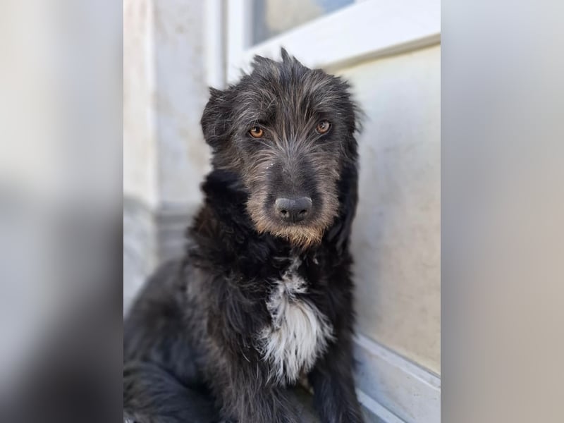 Blackie - ruhige, freundliche, katzenverträgliche Hündin / z.Zt. noch in Rumänien