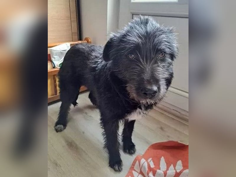 Blackie - ruhige, freundliche, katzenverträgliche Hündin / z.Zt. noch in Rumänien