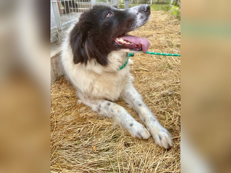 Marlies - schüchterne, zurückhaltende Herdenschutzhund-Hündin - keine Kinder / noch in Rumänien