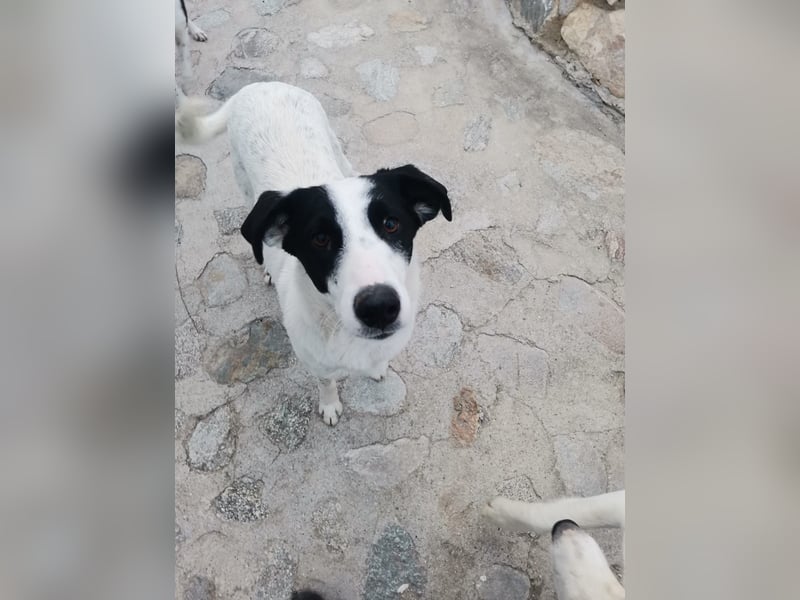 Shakira – höchste Zeit, auf Familienhund zu lernen