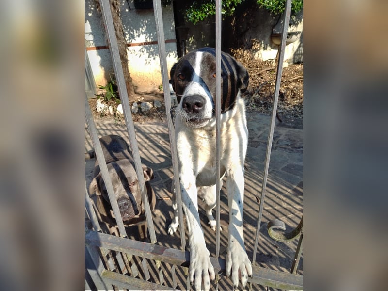 Laika - alles auf Anfang -