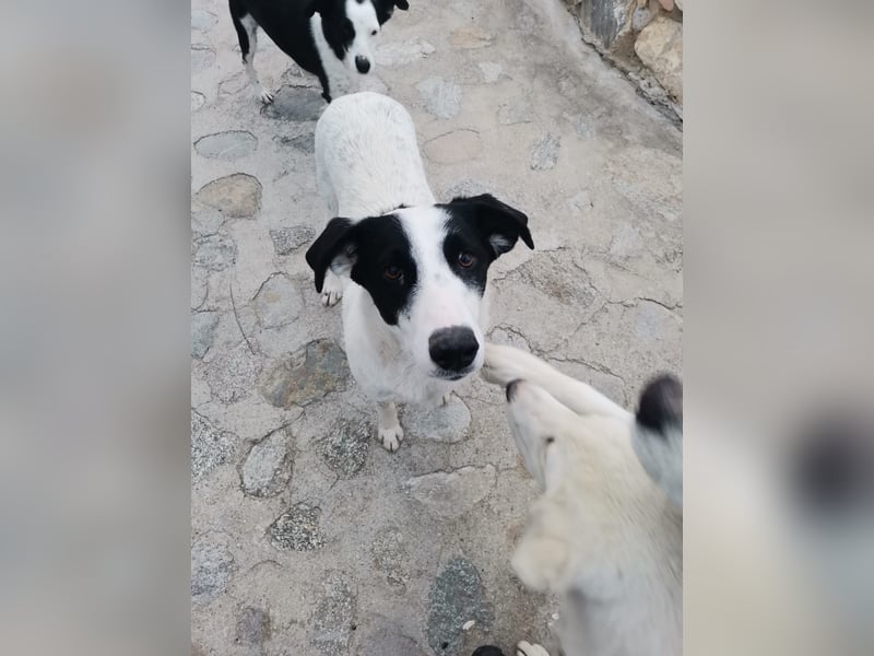 Shakira – höchste Zeit, auf Familienhund zu lernen
