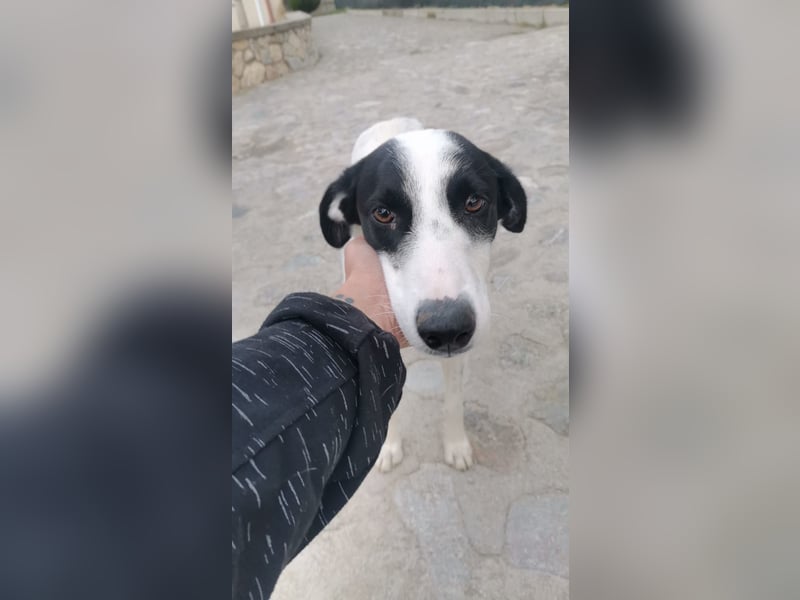 Shakira – höchste Zeit, auf Familienhund zu lernen