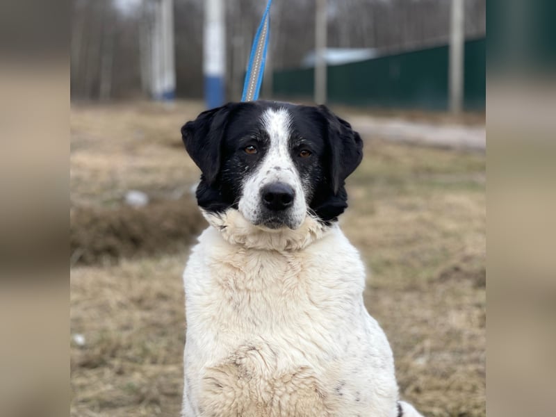 Emma – eine sanfte Seele sucht ihr Für-immer-Zuhause (7 Jahre, 60 cm)