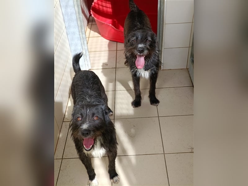 PIMENTA wünscht sich eine eigene Familie